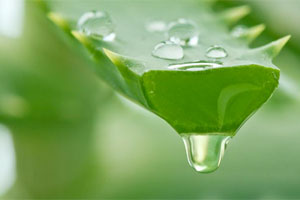 Ein Blatt der Aloe Vera Pflanze