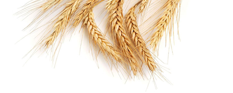 FEIST Dinkelnudeln aus 100 Prozent Dinkel