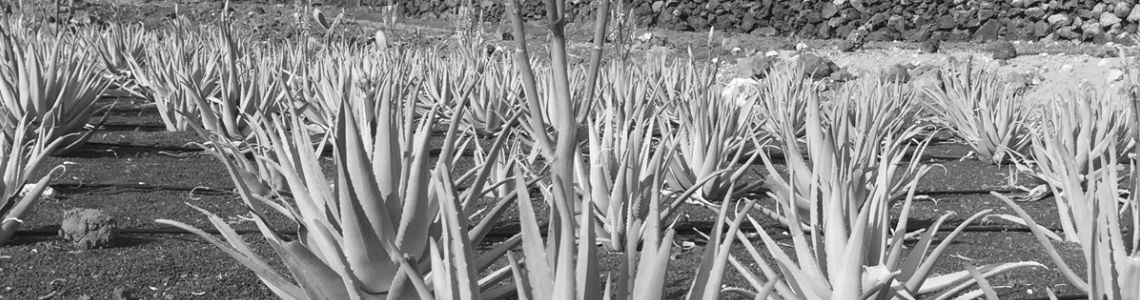 Aloe Vera Plantage Header