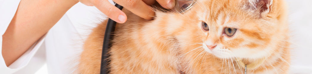 CBD Hanföl für KATZEN. Positive Wirkung für den Stubentiger mit 4 % CBD Anteil. Ohne THC. Biologisch produziert von Nordic Oil.