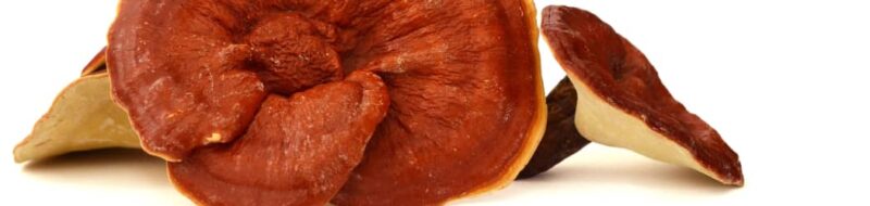 Dem Reishi Pilz kommt in der TCM eine ganz besondere Rolle zu.