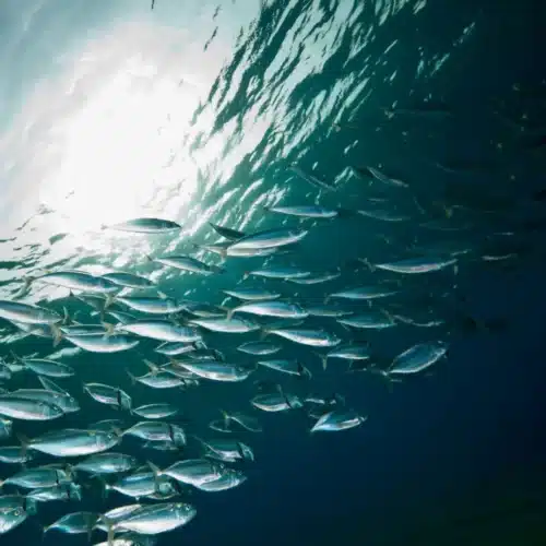 Fische im Ozean. Omega 3 Fettsäuren. UnoCardio.
