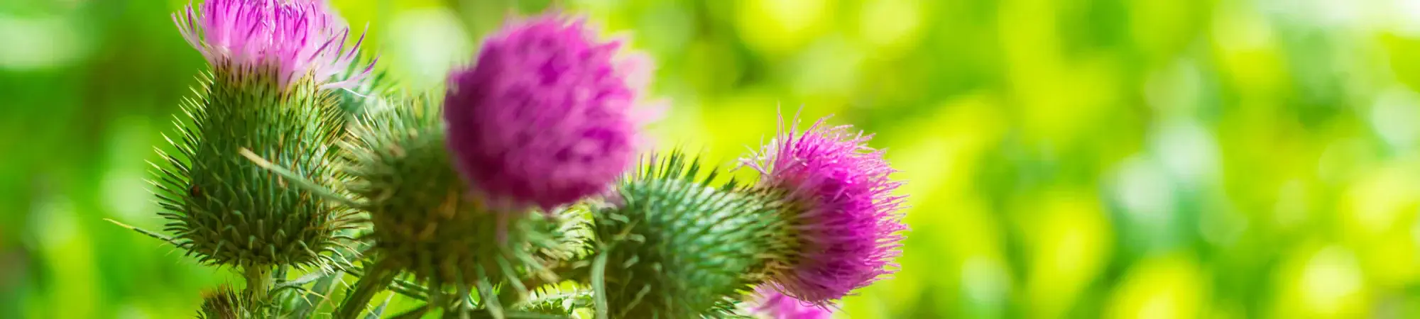 LIVER CLEANSE von gaia HERBS | Nahrungsergänzung für die Leber mit wertvollen Pflanzenextrakten (u.a. Mariendistel, Kurkuma, ...) | 60 Kapseln