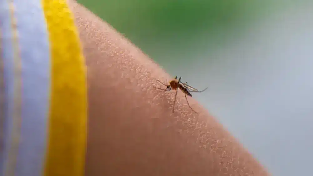Mücke auf der Haut eines Kindes